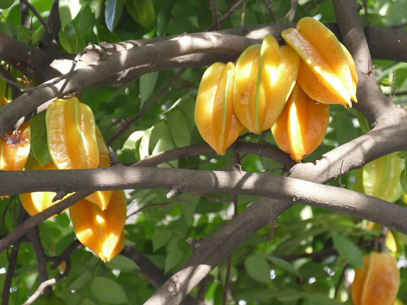 5 strange fruits you must try when visiting Vietnam