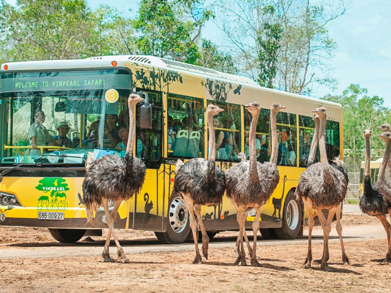 Vinpearl Safari Phu Quoc – The paradise of semi-wild animals for the first time in Vietnam